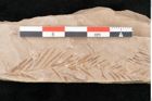 Foto (Detailansicht) von Taxodium distichum miocenicum Heer (NHMW-GEO-2024-0188-6422)